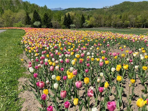 f:id:waltham70:20240519165129j:image f:id:waltham70:20240519165129j:image