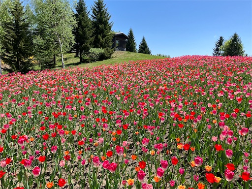 f:id:waltham70:20240519165133j:image f:id:waltham70:20240519165133j:image