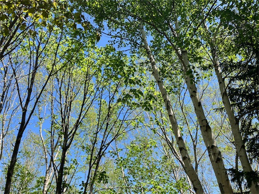 f:id:waltham70:20240519165341j:image f:id:waltham70:20240519165341j:image