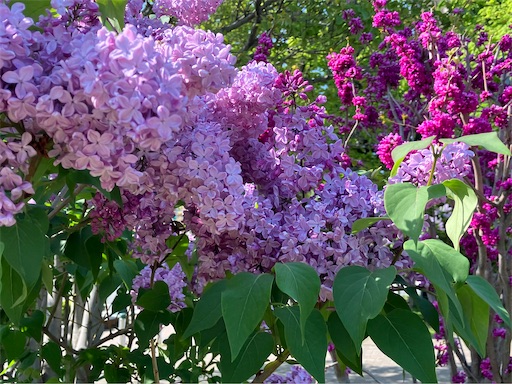 f:id:waltham70:20240519165906j:image f:id:waltham70:20240519165906j:image