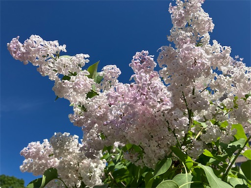 f:id:waltham70:20240519165909j:image f:id:waltham70:20240519165909j:image