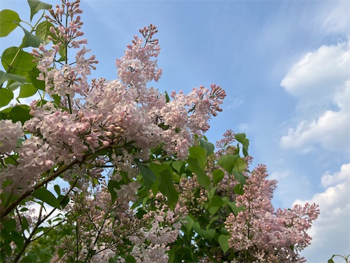 f:id:waltham70:20250518124833j:image f:id:waltham70:20250518124833j:image