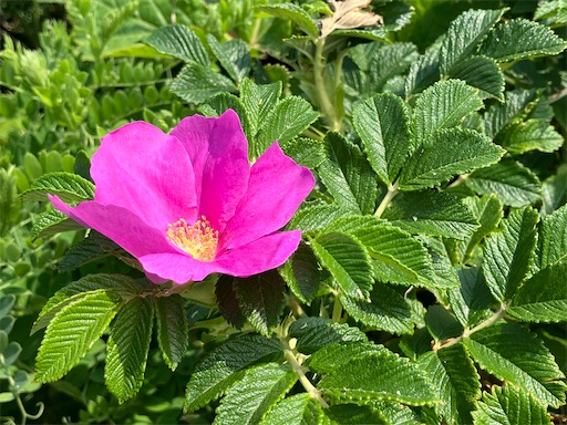 f:id:waltham70:20250711191501j:image