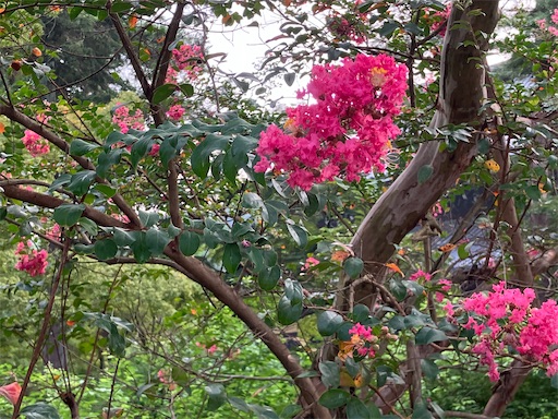 f:id:waltham70:20250901120657j:image f:id:waltham70:20250901120657j:image