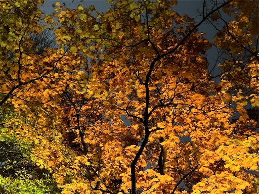 f:id:waltham70:20251104141035j:image f:id:waltham70:20251104141035j:image