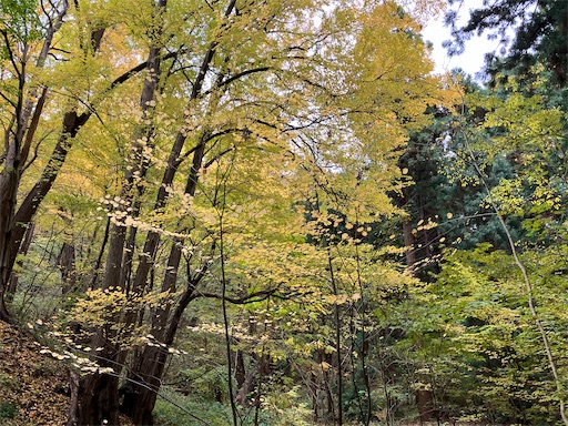 f:id:waltham70:20251104141313j:image f:id:waltham70:20251104141313j:image