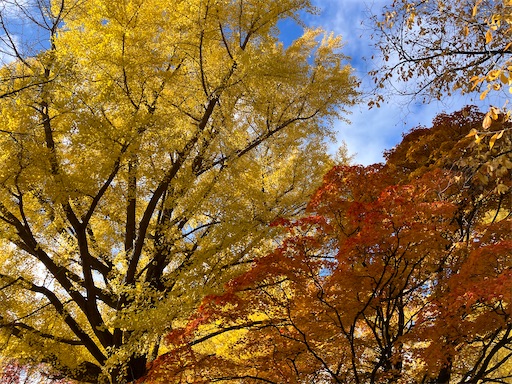 f:id:waltham70:20251104141439j:image f:id:waltham70:20251104141439j:image