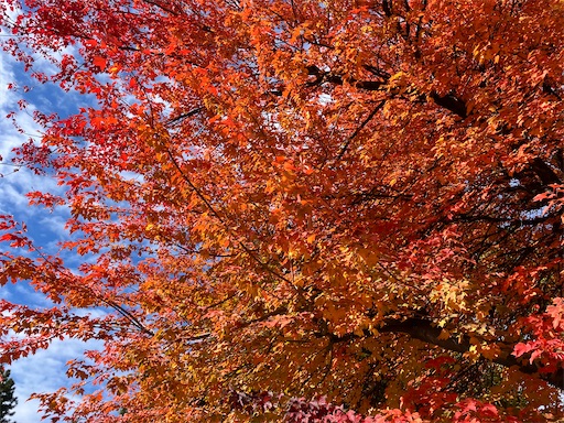 f:id:waltham70:20251104141443j:image f:id:waltham70:20251104141443j:image