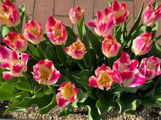 f:id:waltham70:20260513170405j:image