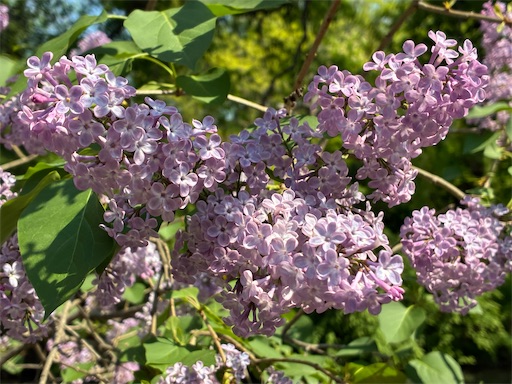 f:id:waltham70:20260524091225j:image