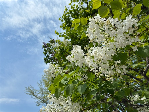 f:id:waltham70:20260524091639j:image