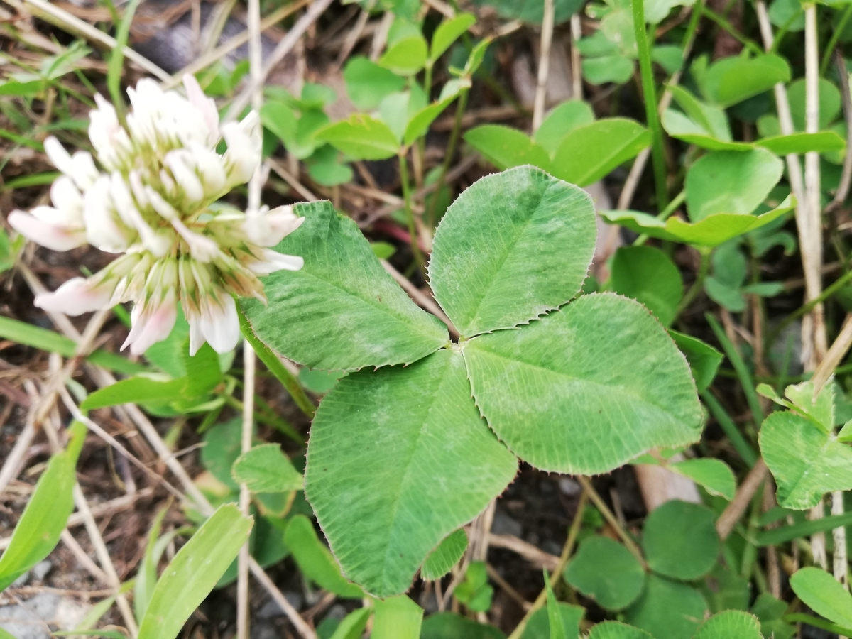 f:id:waltzclothes:20200630121641p:plain