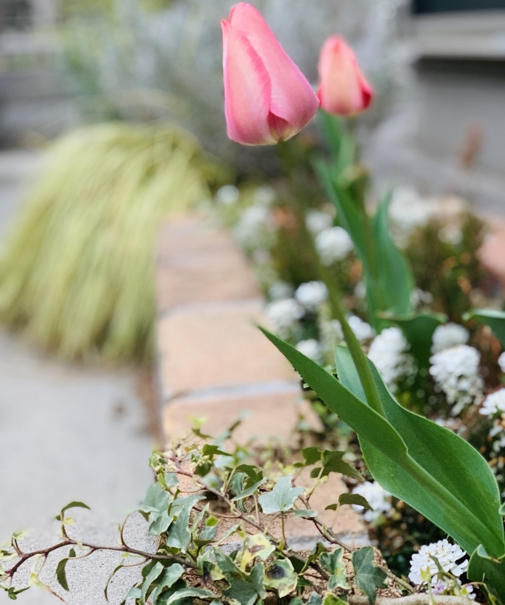 f:id:wamama-mikata:20190327152922j:plain f:id:wamama-mikata:20190327152922j:plain