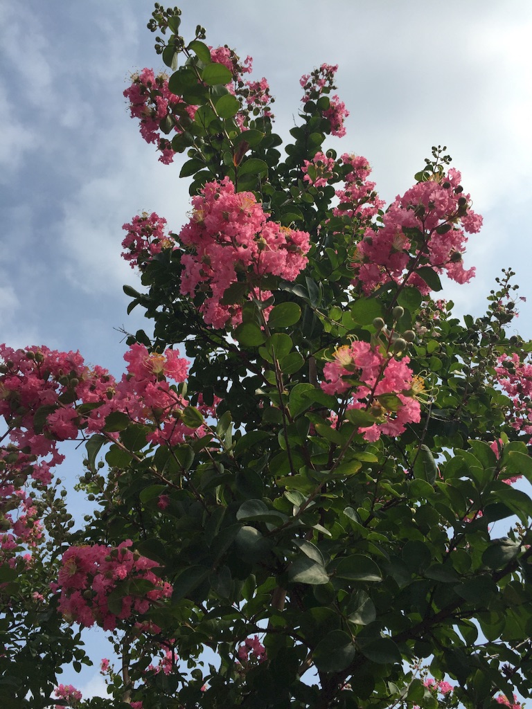 f:id:wamonfoundation:20160803201748j:plain f:id:wamonfoundation:20160803201748j:plain