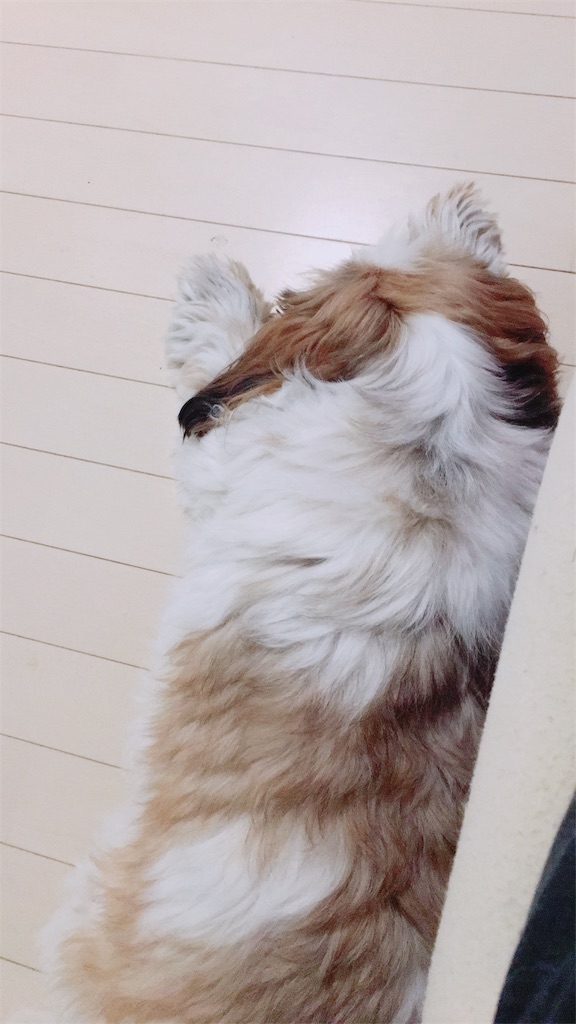f:id:wan-wan-o:20190904132148j:image f:id:wan-wan-o:20190904132148j:image