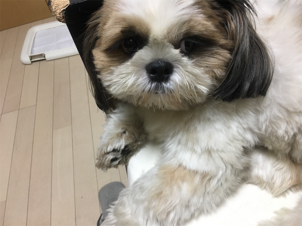 f:id:wan-wan-o:20190904133127j:image f:id:wan-wan-o:20190904133127j:image