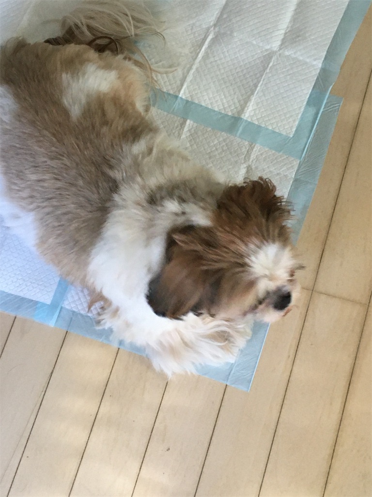 f:id:wan-wan-o:20191017022201j:image