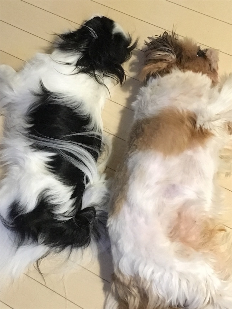 f:id:wan-wan-o:20191017022310j:image