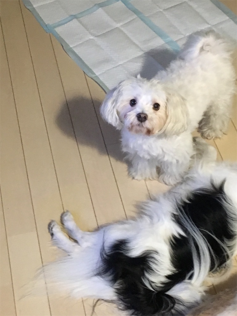 f:id:wan-wan-o:20191017022314j:image