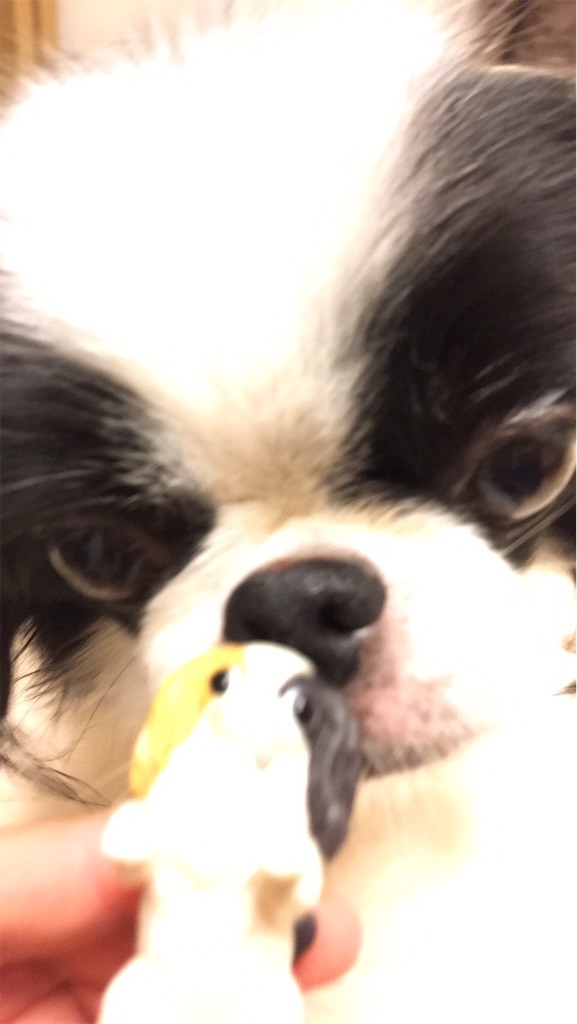 f:id:wan-wan-o:20191018005040j:image