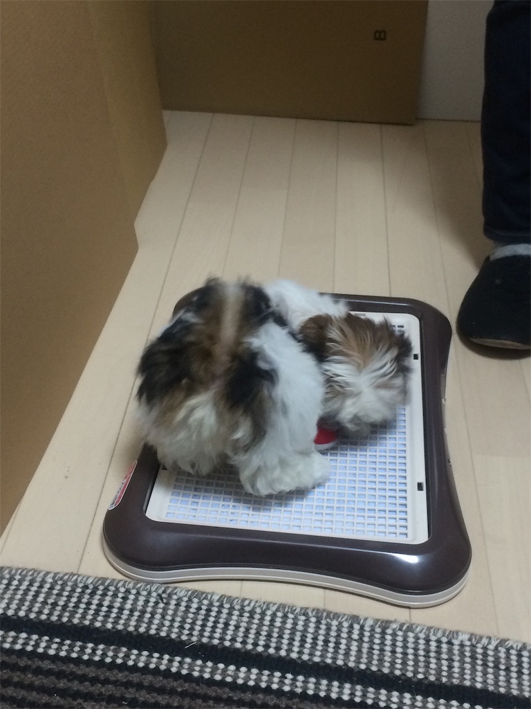 f:id:wan-wan-o:20191021221502j:image