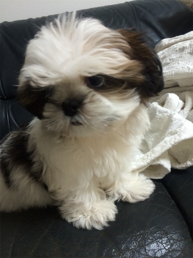 f:id:wan-wan-o:20191021221511j:image