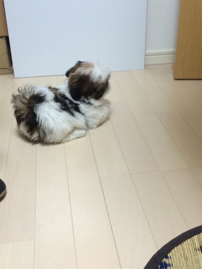 f:id:wan-wan-o:20191021221518j:image