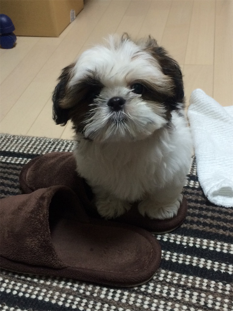 f:id:wan-wan-o:20191021221529j:image