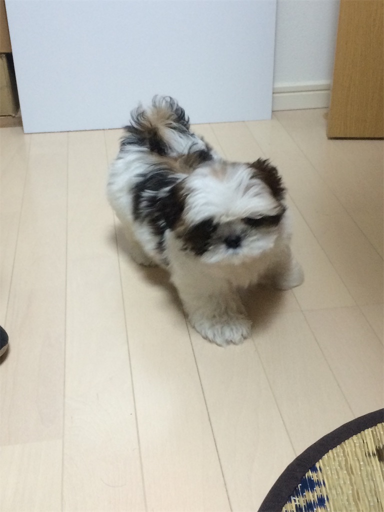 f:id:wan-wan-o:20191021221534j:image