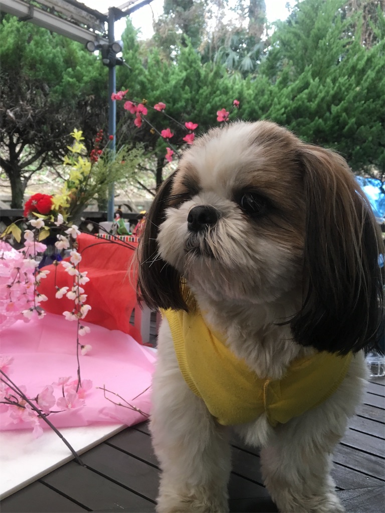 f:id:wan-wan-o:20191021224226j:image