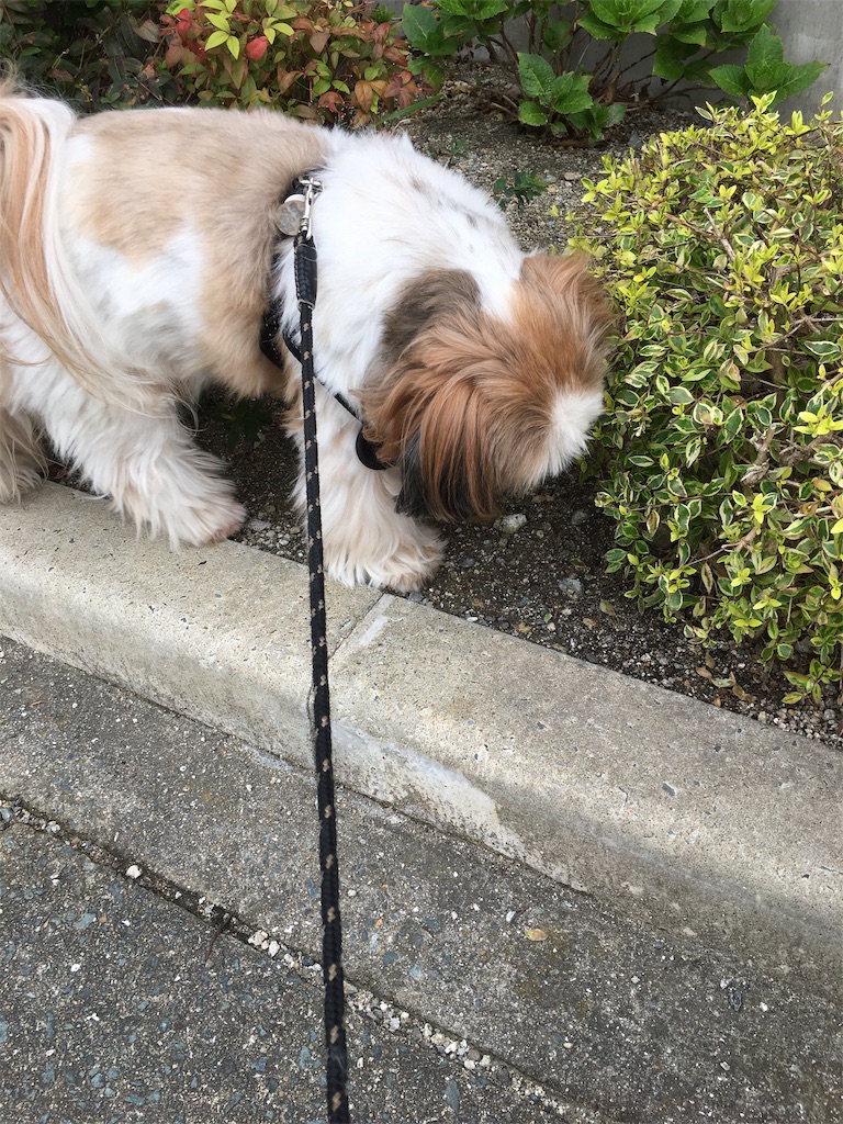 f:id:wan-wan-o:20191021224240j:image