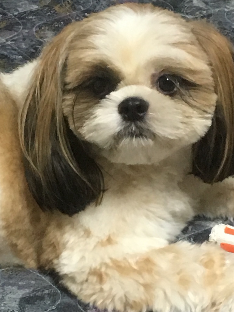 f:id:wan-wan-o:20191021224251j:image