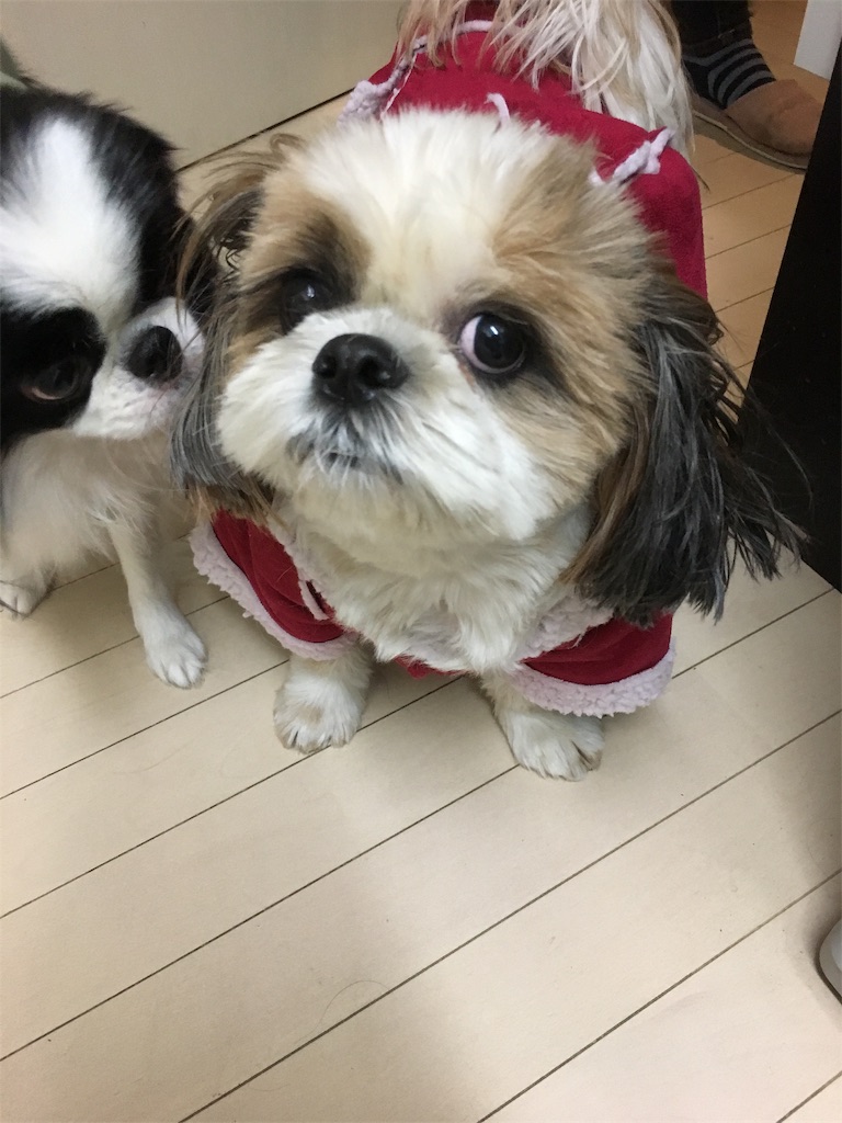 f:id:wan-wan-o:20191021224302j:image