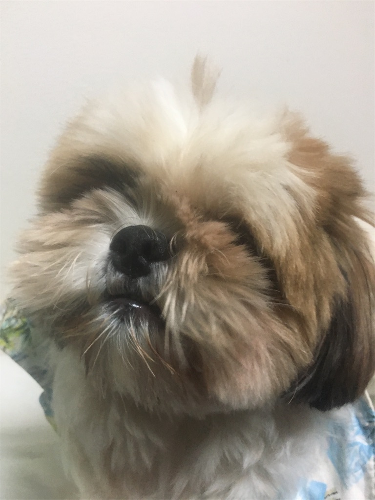 f:id:wan-wan-o:20191021225326j:image