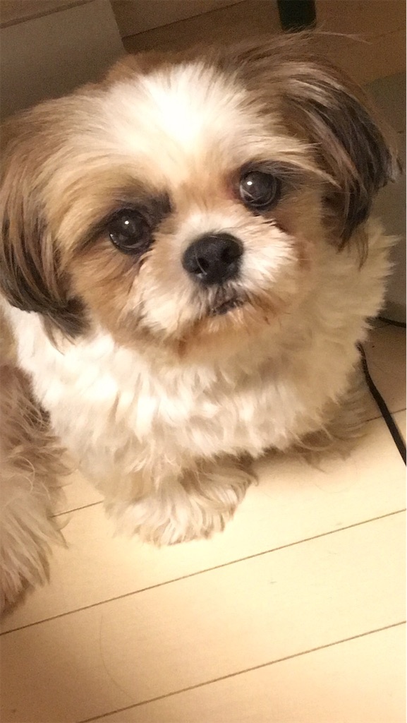 f:id:wan-wan-o:20191030045415j:image