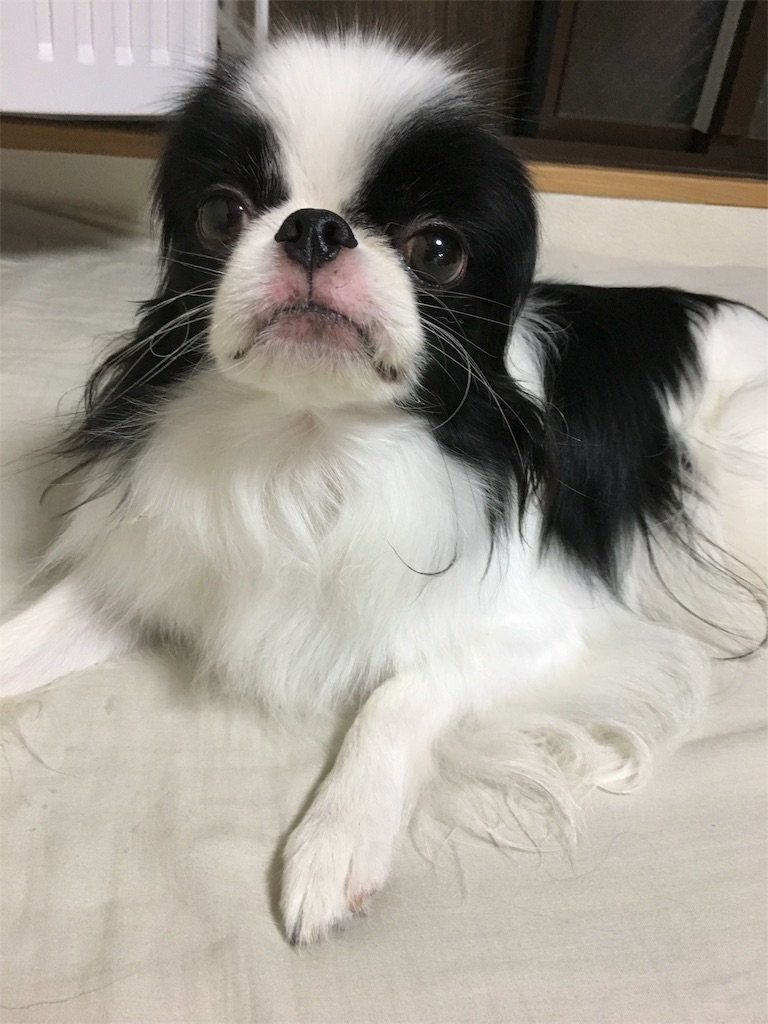 f:id:wan-wan-o:20191101000938j:image