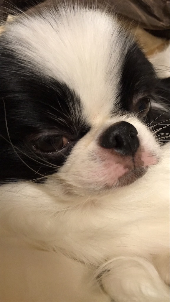 f:id:wan-wan-o:20191101002743j:image