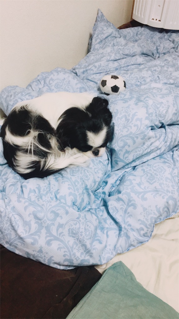 f:id:wan-wan-o:20191101004027j:image