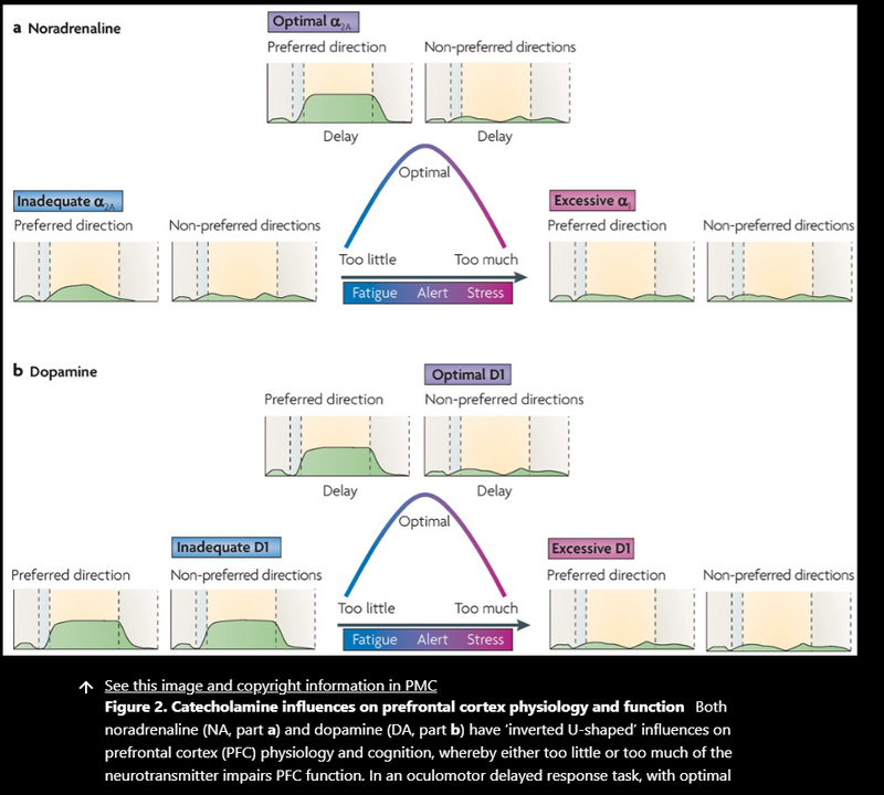 Stress signalling pathways that impair prefrontal cortex structure and function figure2
