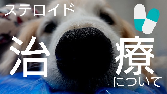 f:id:wancachan:20200811233813j:image