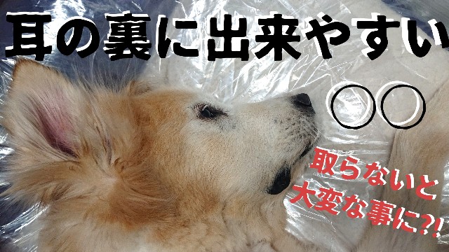 f:id:wancachan:20200821102353j:image