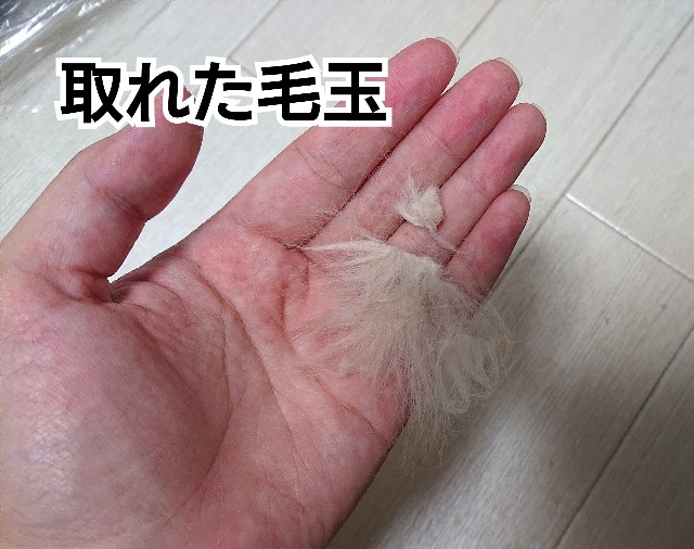 f:id:wancachan:20200821102439j:image