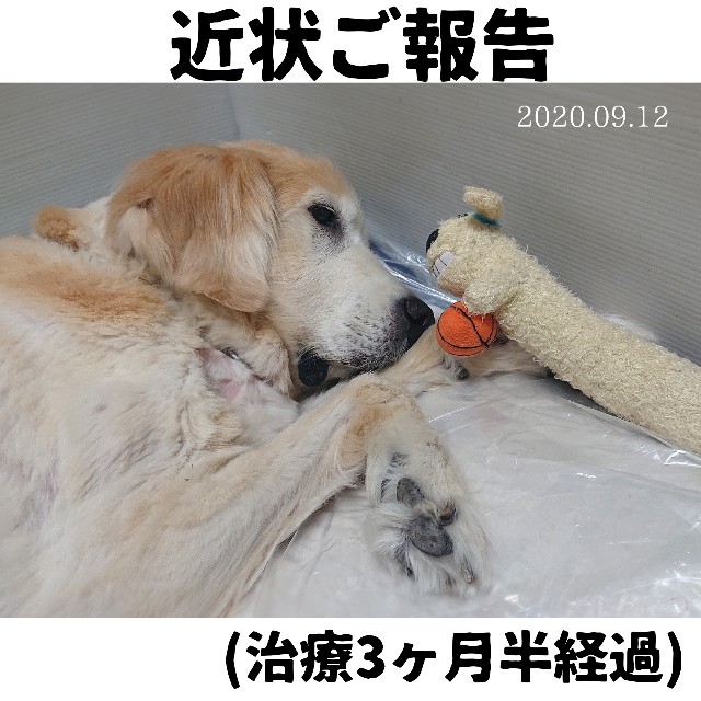 f:id:wancachan:20200912190619j:image