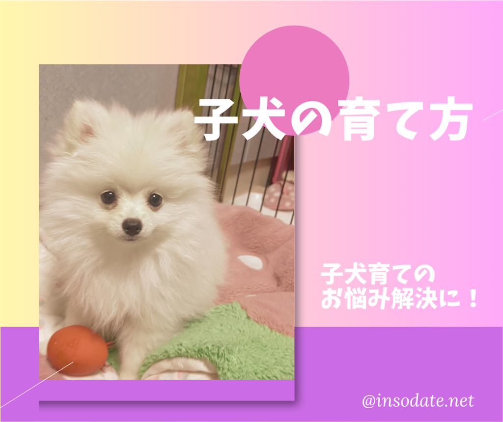 f:id:wanco-hearties:20240628220217p:image