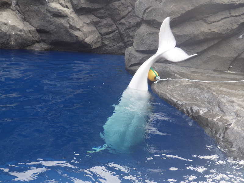 f:id:wandercspot:20200326202244j:plain f:id:wandercspot:20200326202244j:plain