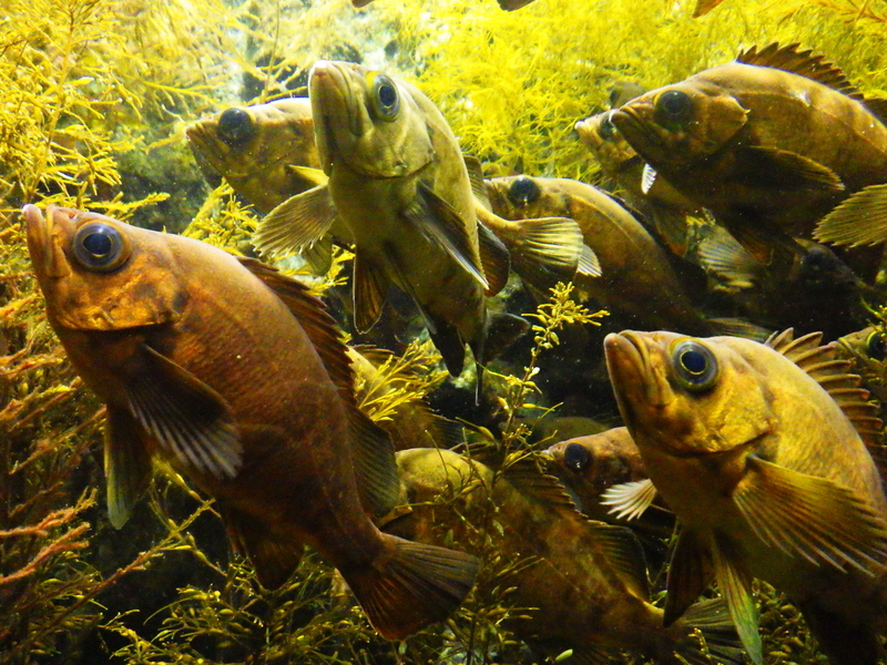 f:id:wandercspot:20200326202414j:plain f:id:wandercspot:20200326202414j:plain