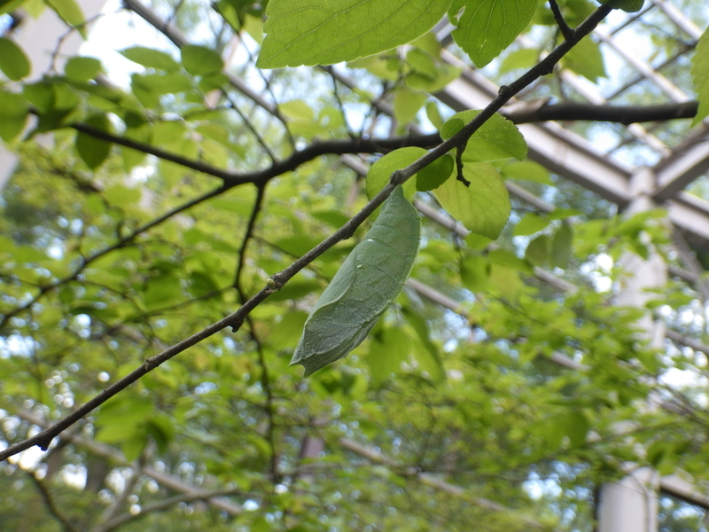 f:id:wandercspot:20200713173447j:plain f:id:wandercspot:20200713173447j:plain