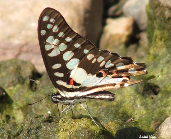 f:id:wandercspot:20200713183526j:plain f:id:wandercspot:20200713183526j:plain