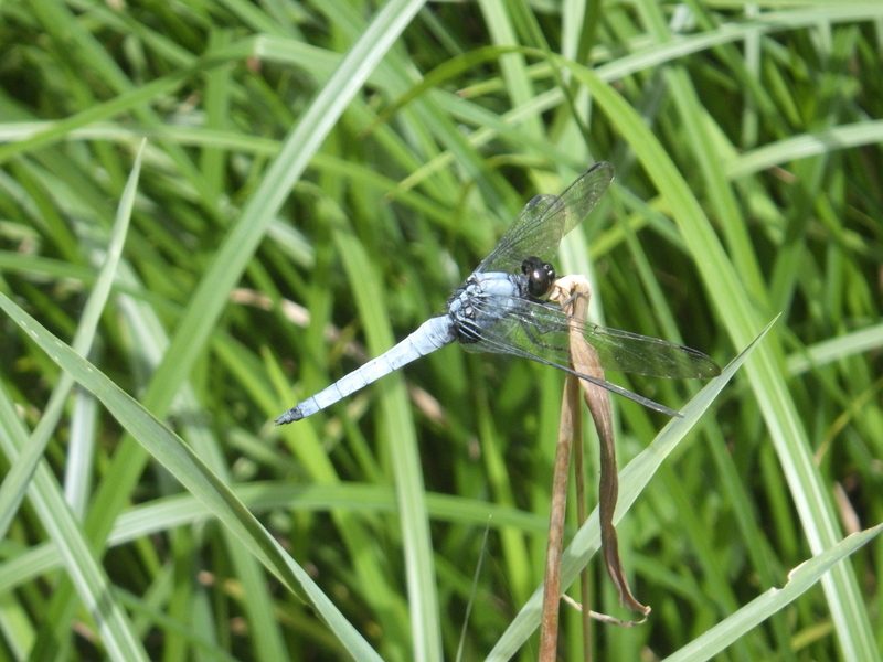 f:id:wandercspot:20200717152411j:plain f:id:wandercspot:20200717152411j:plain
