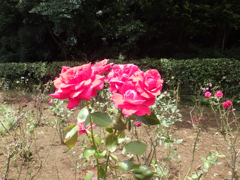 f:id:wandercspot:20200717152446j:plain f:id:wandercspot:20200717152446j:plain